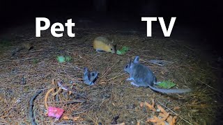 Saturday Morning Cartoons for Pets - 10 Hours of Mice at Night - Sept 10, 2022