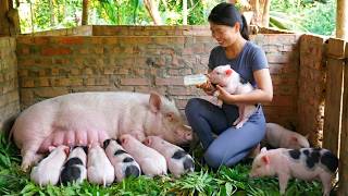 🐖My Sow Just Gave Birth, So I Went Into the Wild to Find Her Fresh Meal 🐷| Forest Girl