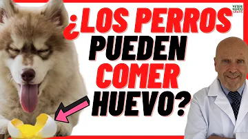 ¿Pueden los perros comer huevos todos los días?