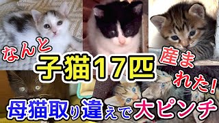 子猫17匹が庭で産まれました 母猫を取り違えて大ピンチに【TNR保護猫活動】