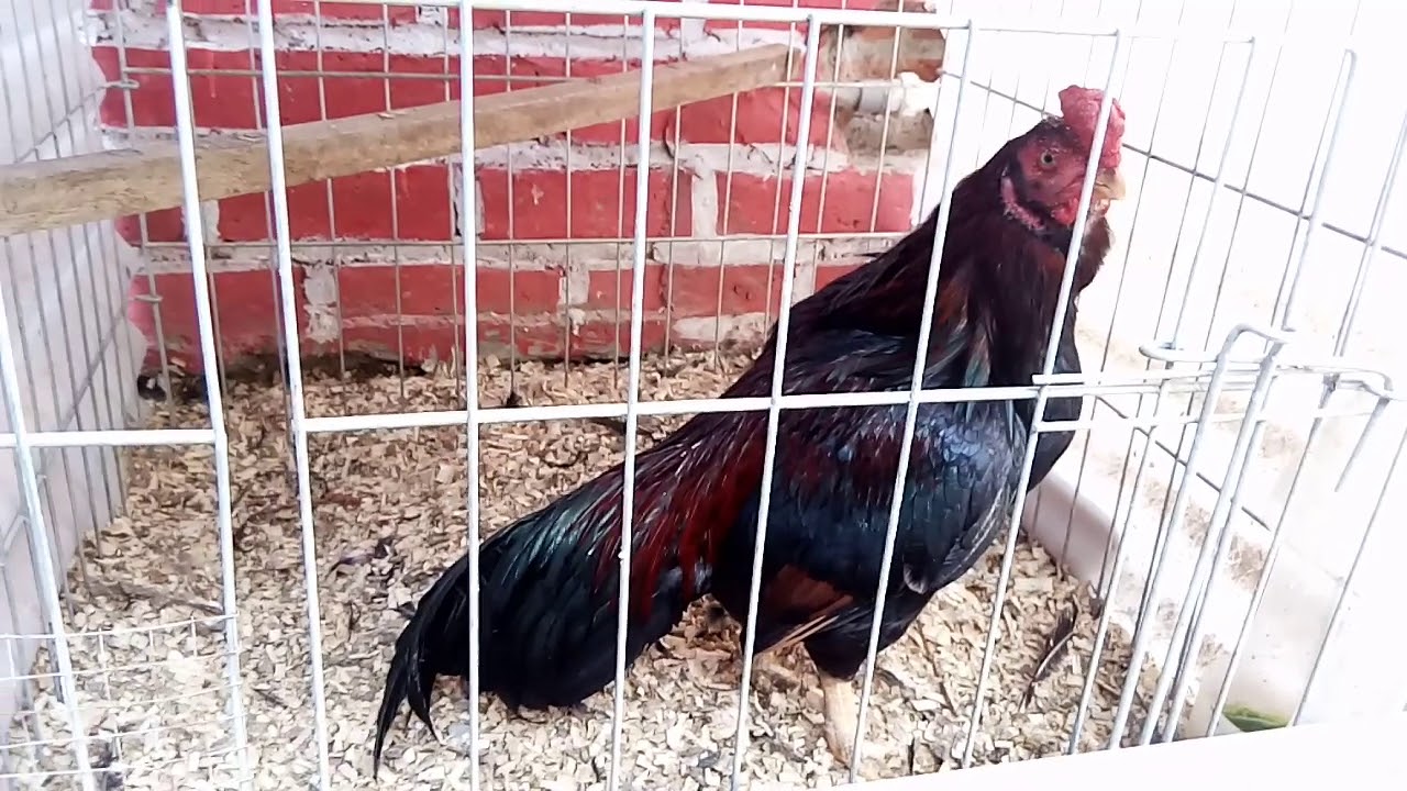 a mabele zabkása jó a fogyáshoz gitár fogyás