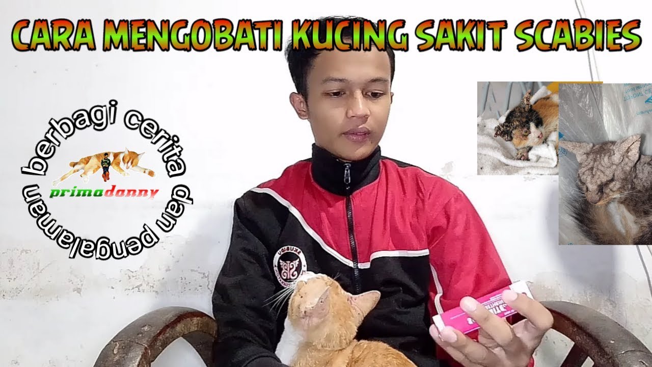 cara mengobati kucing sakit scabies