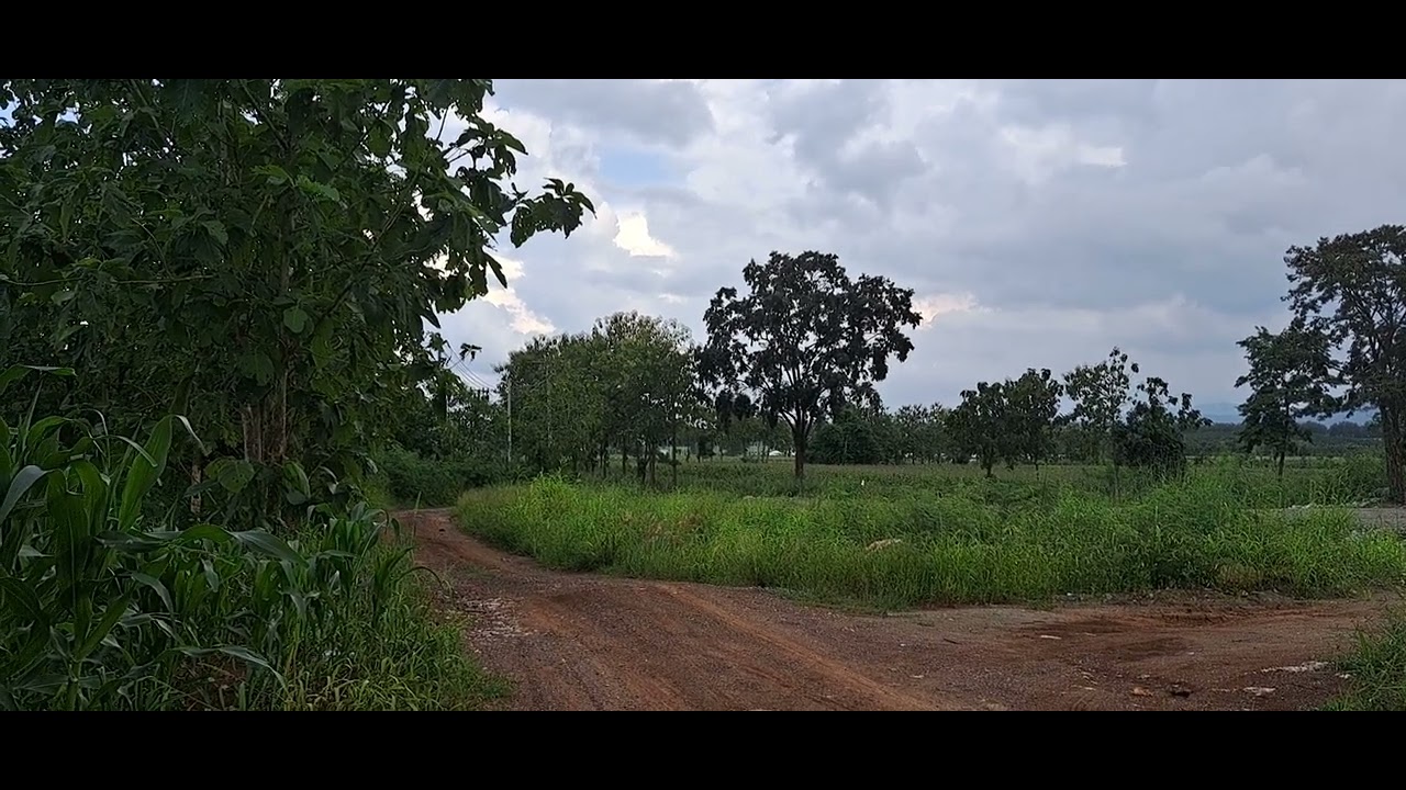 M2830 โฉนดครุฑเเดงตำบลหมูสี 0917879615