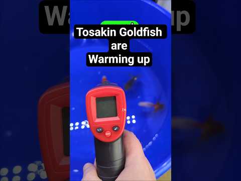 Tosakin Goldfish temperature increase #animals #aquarium #goldfish #cute