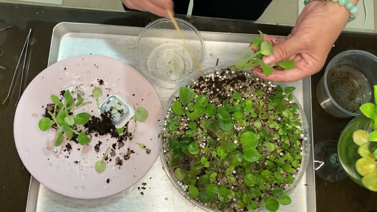 609.Taşta Menekşe Üretimi Nasıl Olmalı. Bir Çok Bebek Ve Orta Boy Menekşe Kışa hazırlanıyor.