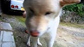 マムシに噛まれた柴犬ラッキー The Name Of A Dog Bitten By A Poisonous Snake Is Lucky Youtube