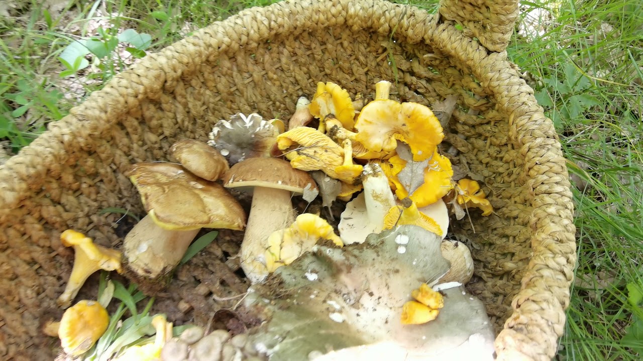 Búsqueda de setas por un robledal. Mi primer video largo en campo: ¡6 minutos! Si gusta, haré mas :)