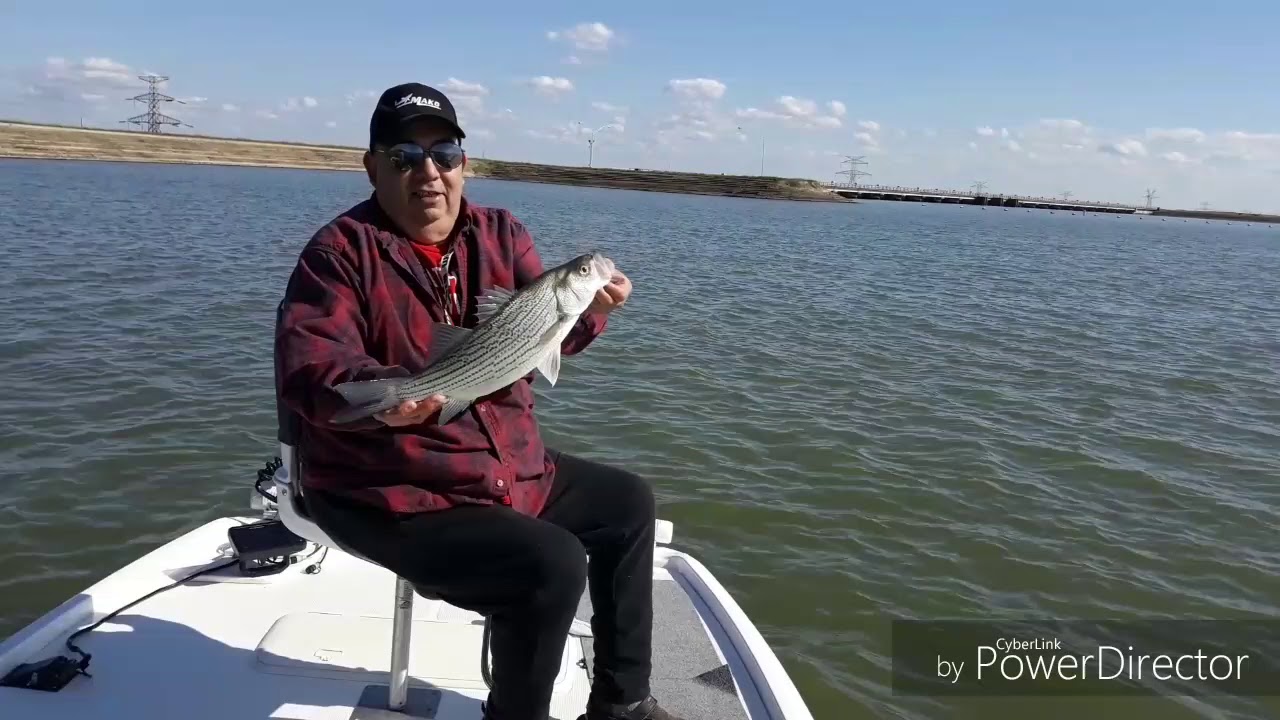 Hybrid Striper fishing on Richland chambers with Capt. Rob YouTube