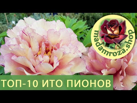 Топ-10 Ито-Пионов