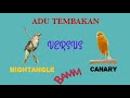 Suara Burung Sikatan Londo Dan Kenari Super Jernih Sikatanlondo Kenari Masteran Mp3 - Mp4 Download