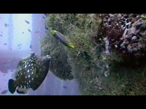Film backdrop image for Global Warming's Startling Effects on Marine Life (2013)