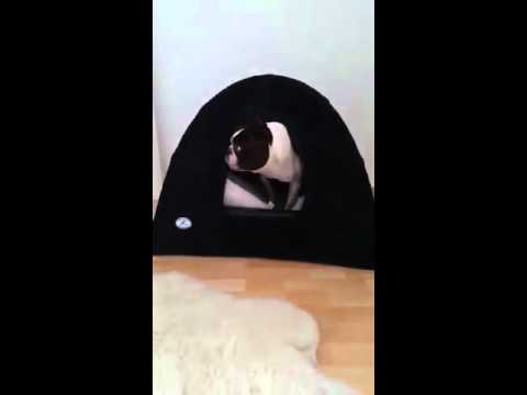 video-1448481578-mp4