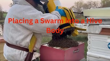 Placing a Swarm into a Hive Body | Beekeeping Swarm Installation Step-by-Step 🐝