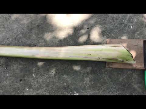 Video ỨNG DỤNG IMO4 - Ủ KALI TỪ THÂN CÂY CHUỐI - youtube