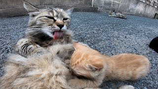 フミフミする子猫、ゴロゴロ音が凄い
