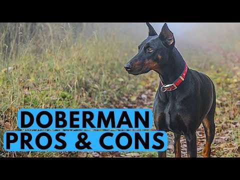 Doberman Pinscher Pros and Cons