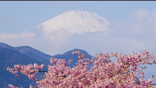 河津桜と富士山の競演