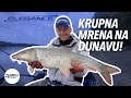 Feeder pecanje sa teškim hranilicama -Ledinačka plaža Dunav  / UŽIVO SA VODE