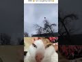 MY FRIEND NEW TOY #shorts #funny #viral