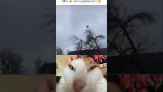 MY FRIEND NEW TOY #shorts #funny #viral