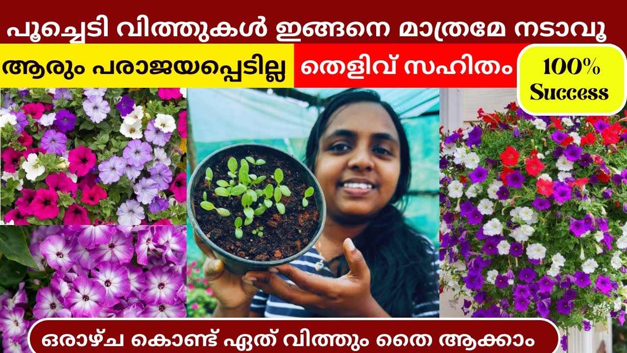 ഏത് വിത്തും മുളപ്പിക്കാം ഈ രീതിക്ക് ❤️ Seed Germination Wayanadan Touch Garden ❤️ Germinate Seeds