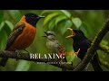 Relaxing Morning Bird Songs – Nature Sounds for Focus, Study, Work & Stress Relief