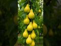 Enjoy Beautiful Sweet Pear 🥑
