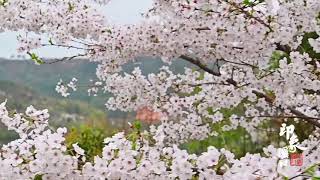 Spring in Xikou, Ningbo