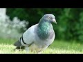 Karvelis (Balandis) - karvelinių šeimos paukštis 4K #4k #birds #wildlife #pigeons