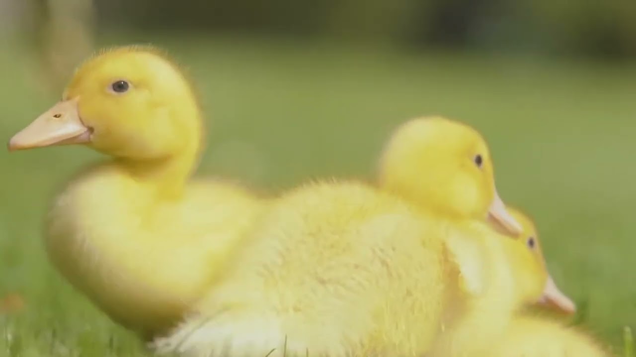 Duck Sound Duck Playing Baby Duck Cute Duck Duck in The Pond