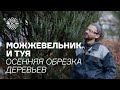 Можжевельник и туя. Осенняя обрезка деревьев