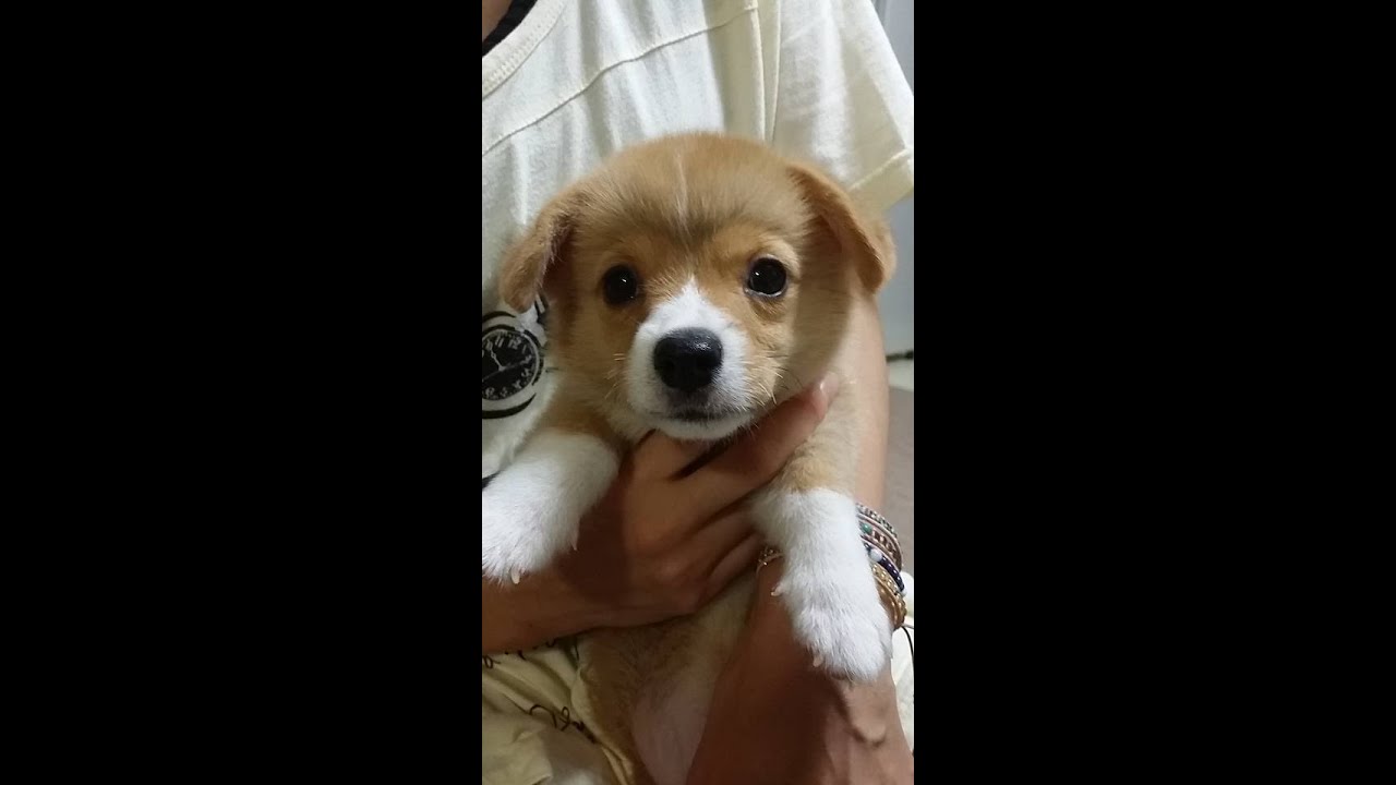 コーギー 仔犬 耳垂れ Pembroke Welsh Corgi Youtube