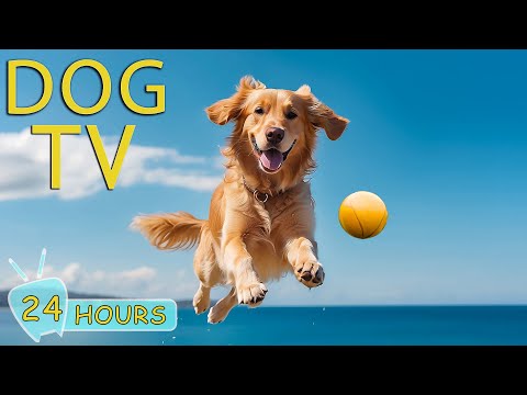 DOG TV: Top