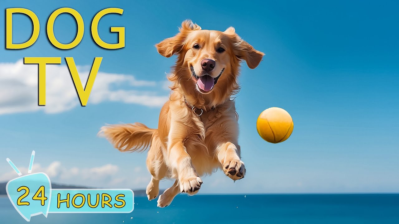 DOG TV: Top Video to Keep Your Dog Entertained When Home Alone – Best Collection of Dogs Music Relax