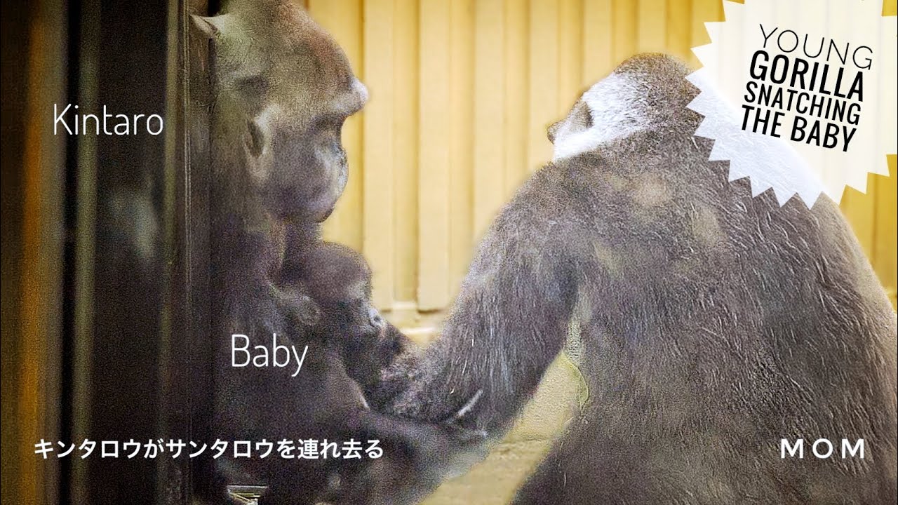 Young Gorilla Returned the Baby to his Mother after Snatching