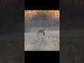 &quot;Настоящая дикая жизнь — захватывающее видео охоты на койота&quot; #hunting #wild #wildlife
