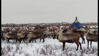 Стойбище оленеводов / Reindeer herders' camp