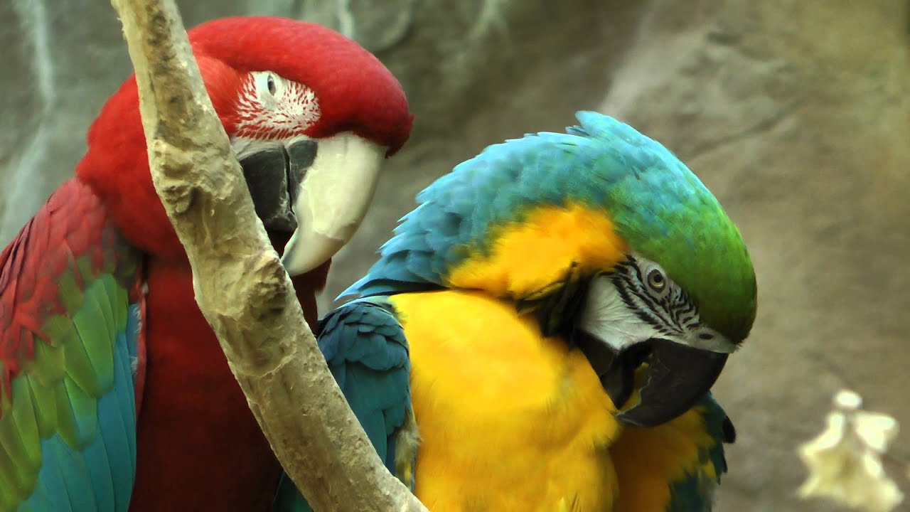 2 Colorful Birds Close up at Denver Zoo YouTube