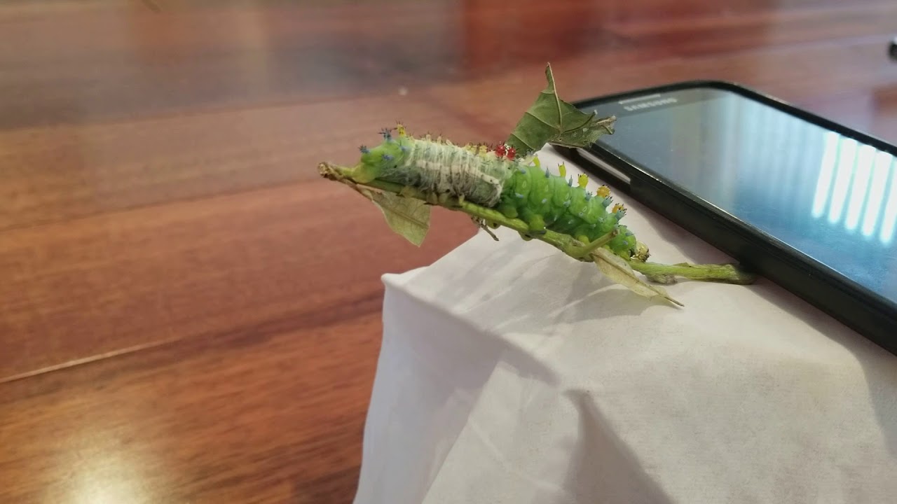 Cecropia Caterpilar Shedding Time Lapse YouTube