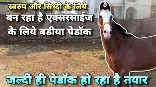 प्लॉट पर बन रहा है स्वरूप सिध्दी के लिये एक्सरसाईज पेडॉक । Colt Swaroop | Bhimthadi Mare Sidhhi