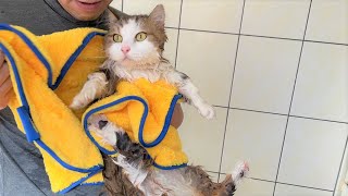 My cat takes a bath for the first time in two years.
