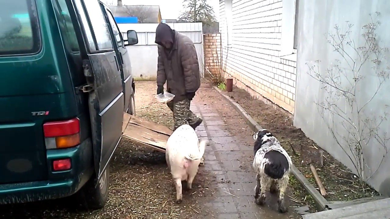 Вьетнамские свиньи// Перевести свинью на случку КАК?//