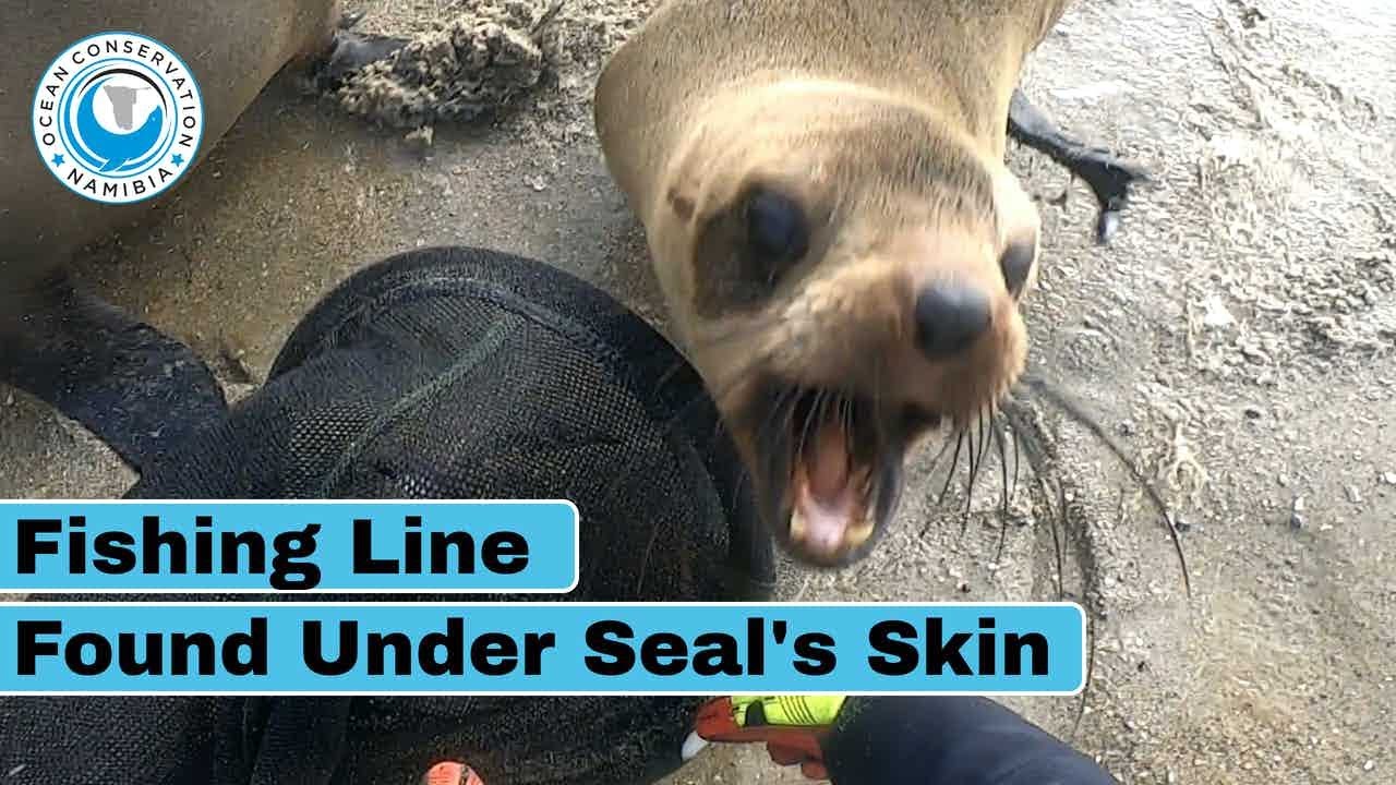 Fishing Line Found Under Seal's Skin