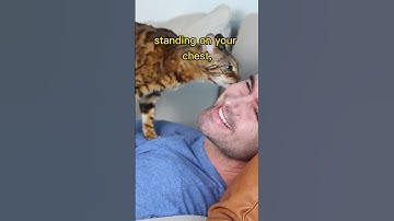 Expectation vs Reality for having a Cat #shorts