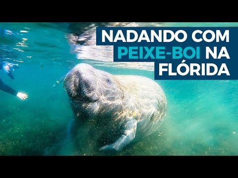 Vídeo: Nade com peixes-boi na Flórida