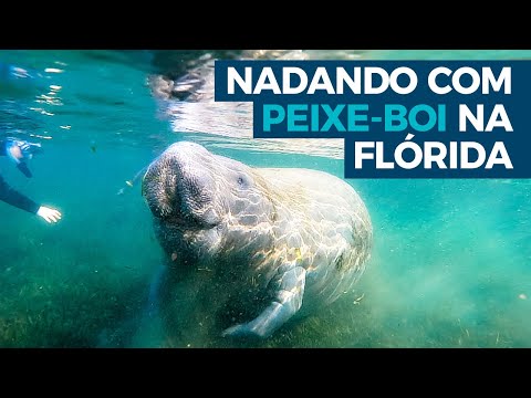 Grandalhões e simpáticos: como é nadar pertinho dos peixes-boi na