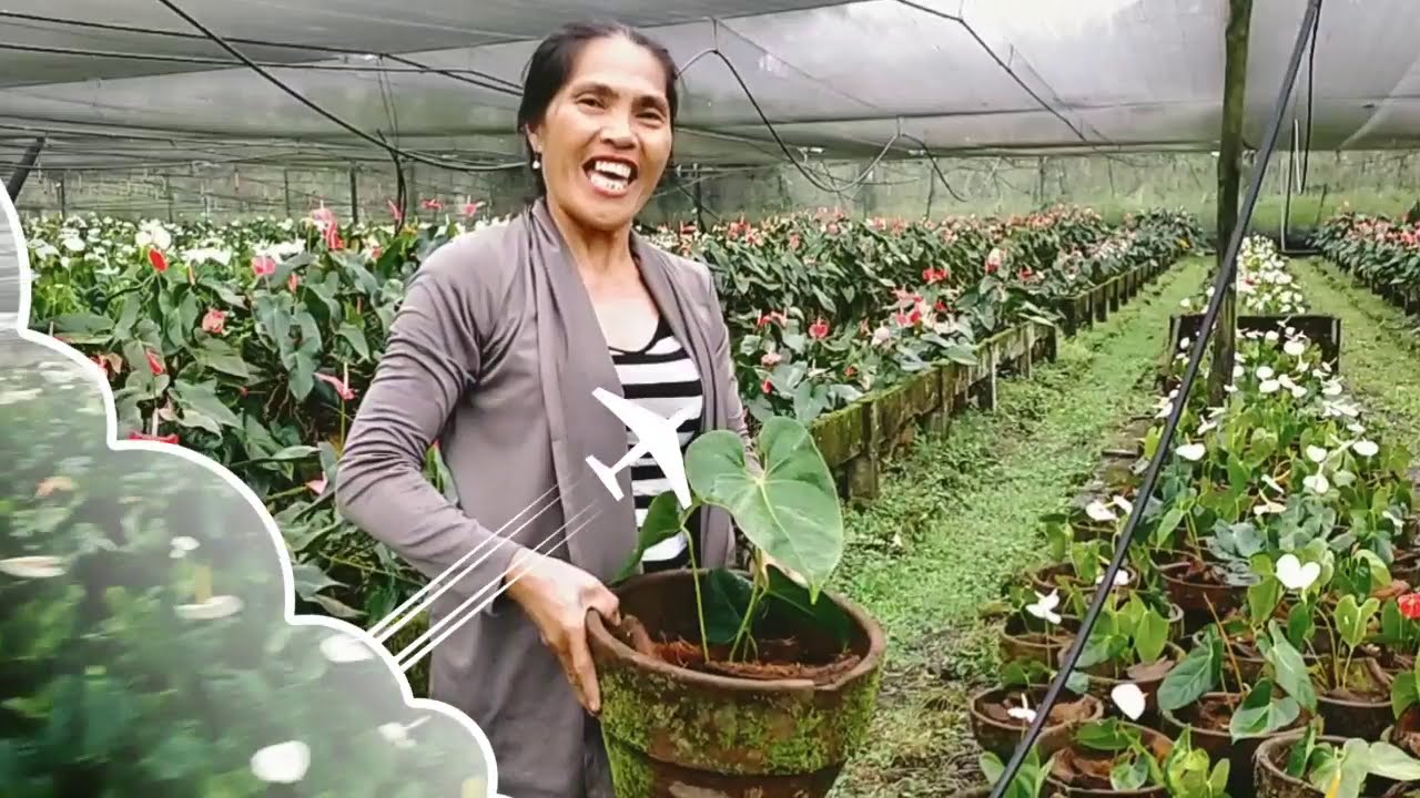 How to Grow Anthurium Plants/ How to Plant Anthurium in a Pot, cm hix