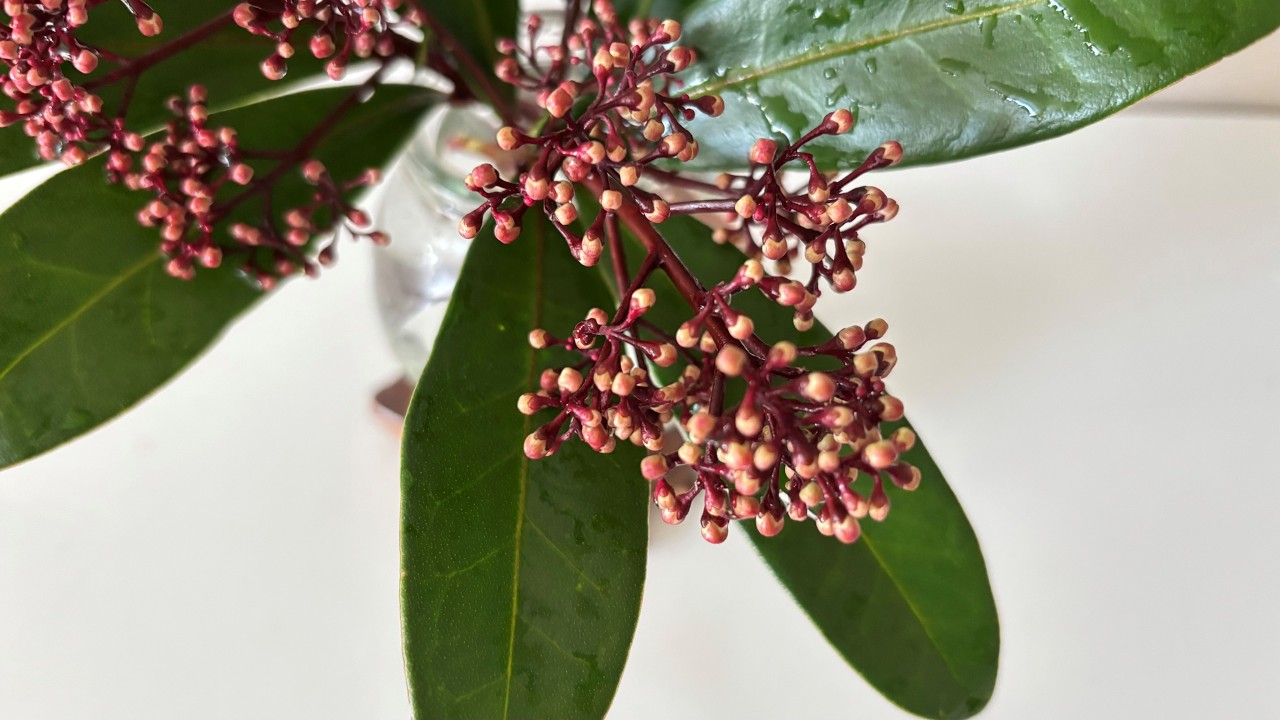 Stem Cuttings For Propagation, Skimmia Japonica - February 15, 2026