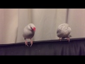 【シルバー文鳥】百ちゃんの求愛を無視する双葉