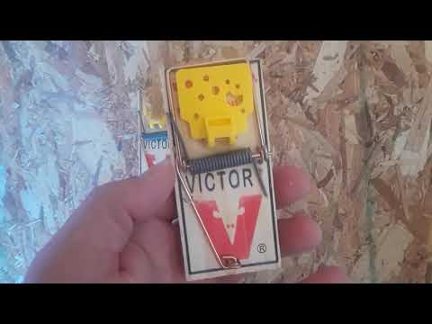 Victor Easy Set Mouse Trap, 2 Pack